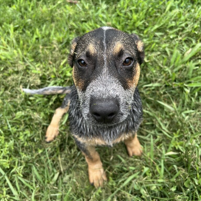 2x Cattle Dogs for sale