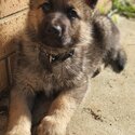 Pure-bred German shepherd working line puppies-3