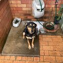 Cj 3 year old kelpie x German shepherd -1