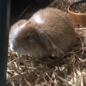 Rehoming 1 female mini lop rabbit-1