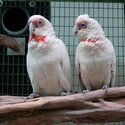 Citron Crested Cockatoos Parrots-1