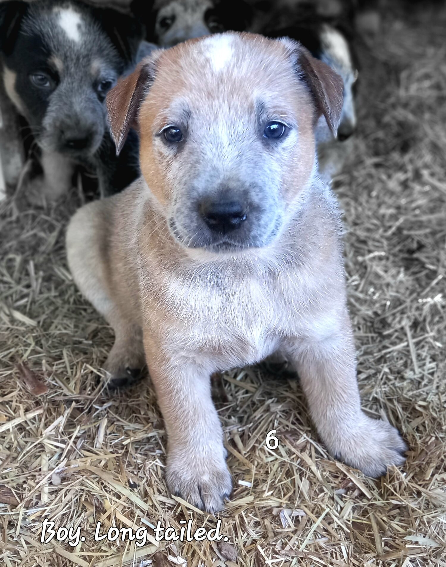 Australian Cattle Dog Pups