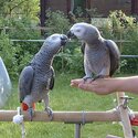 Ready Now, African Gray Parrot for sale-2