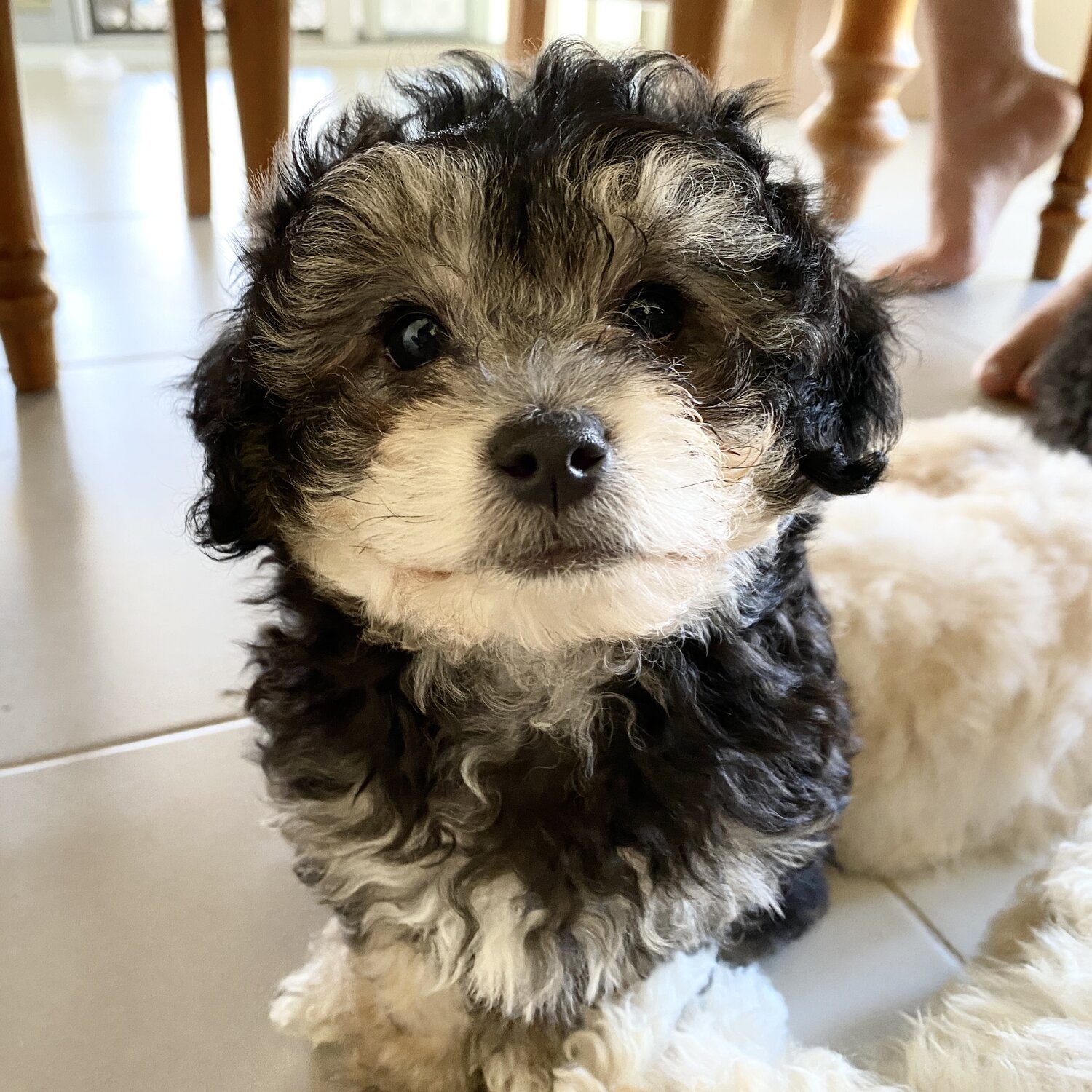 Fluffy tri-coloured Moodle (poodle+Maltese) boy $4500