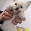 Ragdoll kitten-2