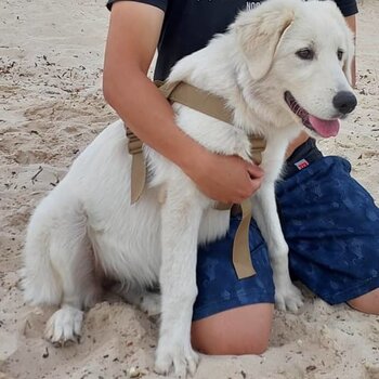 Maremma sheepdog puppy for sale