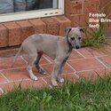 Healthy strong pure bred whippet puppies ready for forever home's.-3