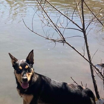 Cj 3 year old kelpie x German shepherd 