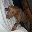 Female pure breed rednose pitbull-4