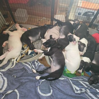 American staffy puppies for sale