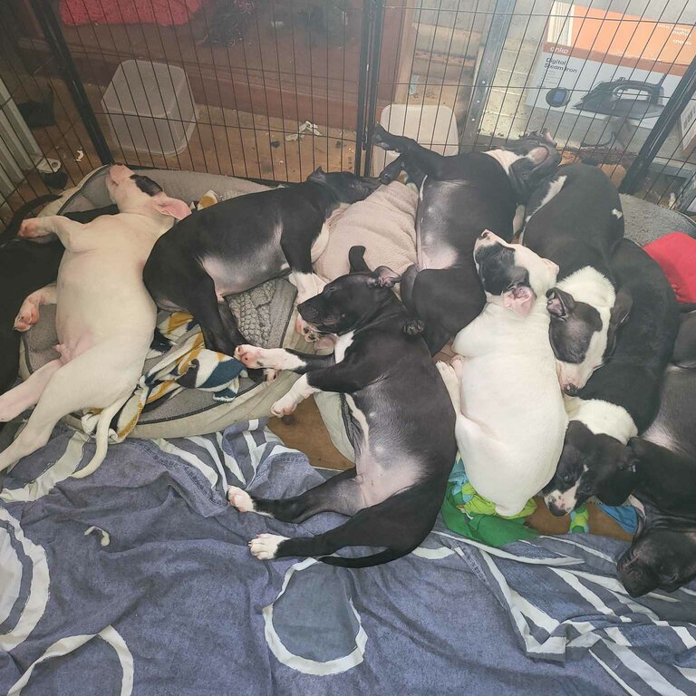 American staffy puppies for sale