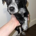 7 week old border collie x Australian cattle dog -0