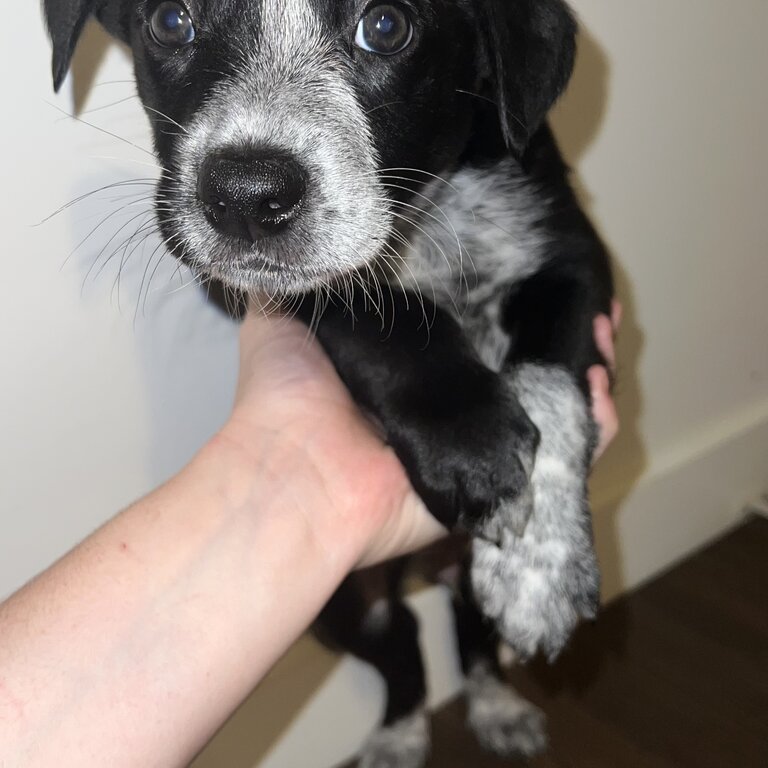 7 week old border collie x Australian cattle dog 