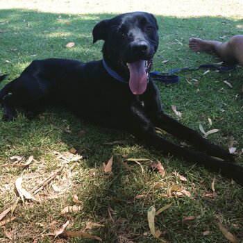 Beautiful gentle staffy/lab mix