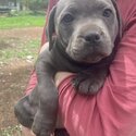 Blue English Staffordshire bull terrier -2