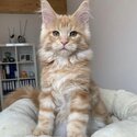 Trained Maine Coon Kittens male and female -3