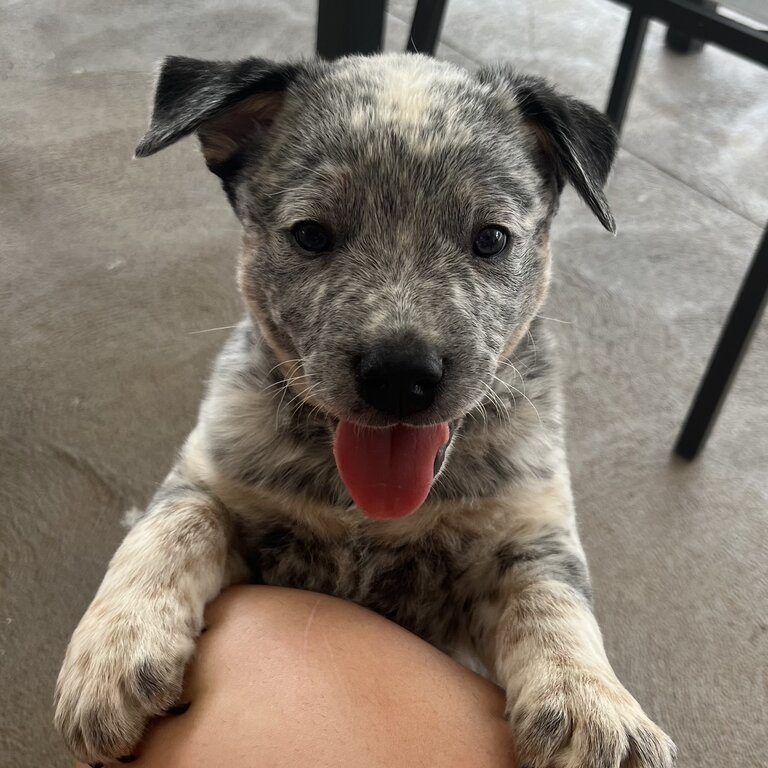 Blue Cattle Dog Puppy