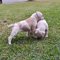 Purebred American Bulldog-1