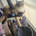 Selling purebreed ragdoll cat-4