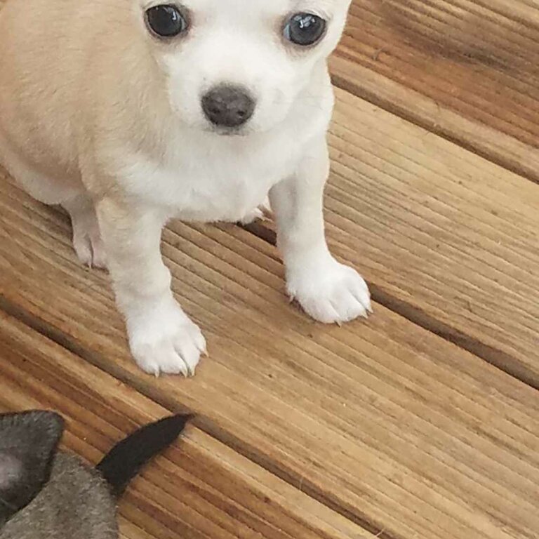 Gorgous purebred Chihuahua pups