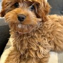 Toy Cavoodle - Ruby-1