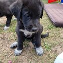 German Shepherd x Maremma puppies -0