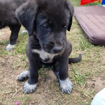 German Shepherd x Maremma puppies 