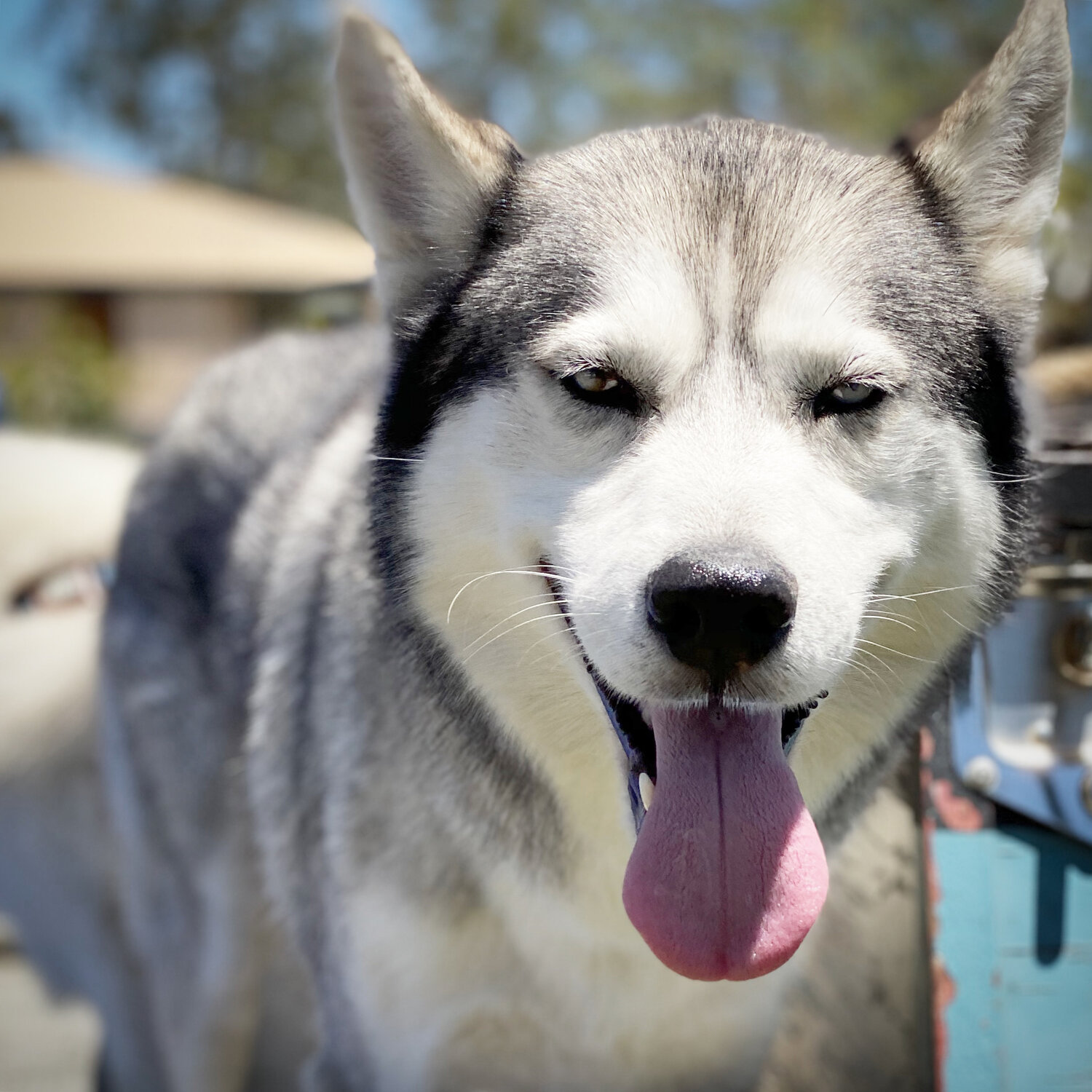 Male Husky