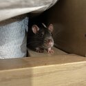 Female rats -4