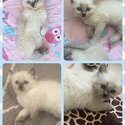 Purebred Blue Point Ragdoll kittens-4