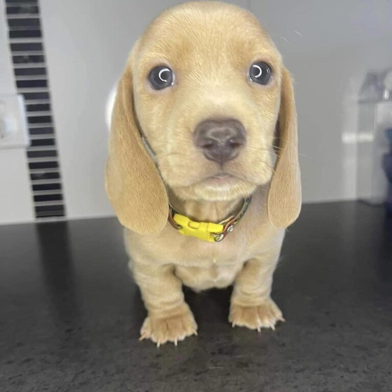 8 week old Dachshund puppy