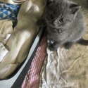 British shorthair kittens -4