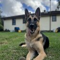 Male German Shepherd Dog-4