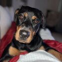 Fifi - 8 month Old Rottweiler Female-2