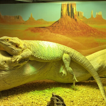 Bearded dragon and enclosure 