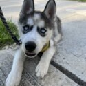 Female Husky-3