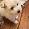 9 week Japanese Spitz / Maltese -0