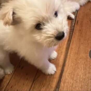 9 week Japanese Spitz / Maltese 