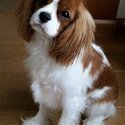 Bright Cavalier King Charles spaniel  Dog for sale-0