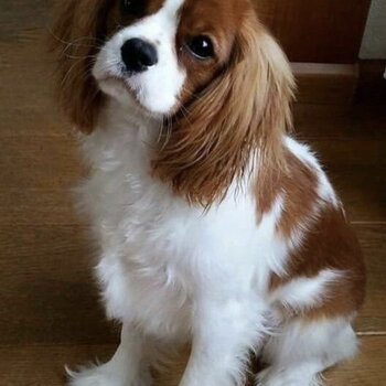 Bright Cavalier King Charles spaniel  Dog for sale