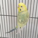 Budgies/ rainbow budgie/ white budgie/ Albino budgie/ clearwing budgie-0