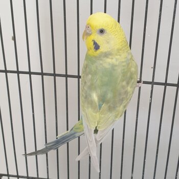 Budgies/ rainbow budgie/ white budgie/ Albino budgie/ clearwing budgie