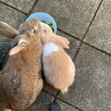 Rabbits for free-5