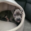 Blue English Staffy Puppy-2