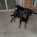 2 beautiful Rottweiler boys-1