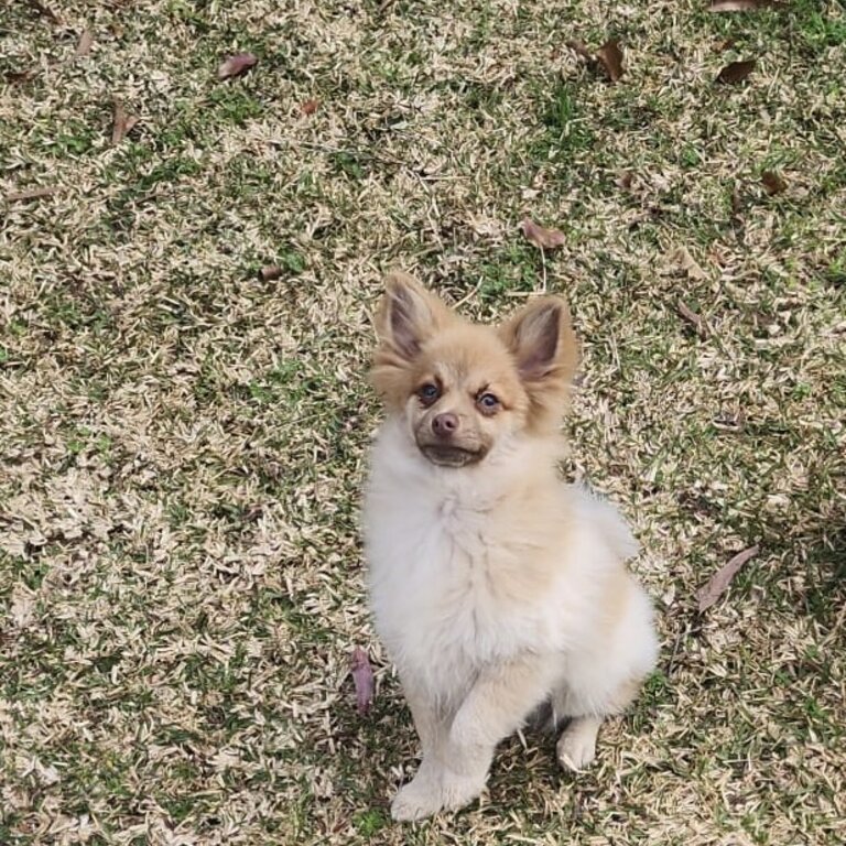 Pomeranian Pure Breed Puppy - 4 months