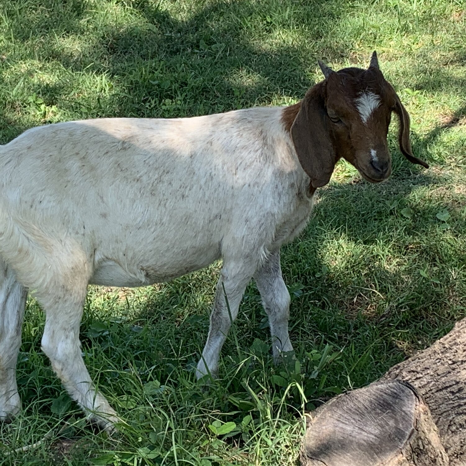 goats-2-boer-pet-wethers