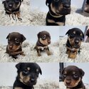 PureBred Australian Kelpie Pups-0