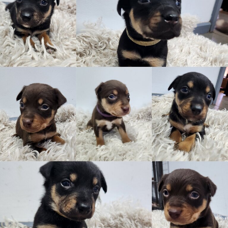 PureBred Australian Kelpie Pups