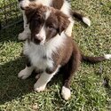 Quality Pure Bred Chocolate/White Border Collie Puppies-1